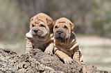 SHAR-PEI 552